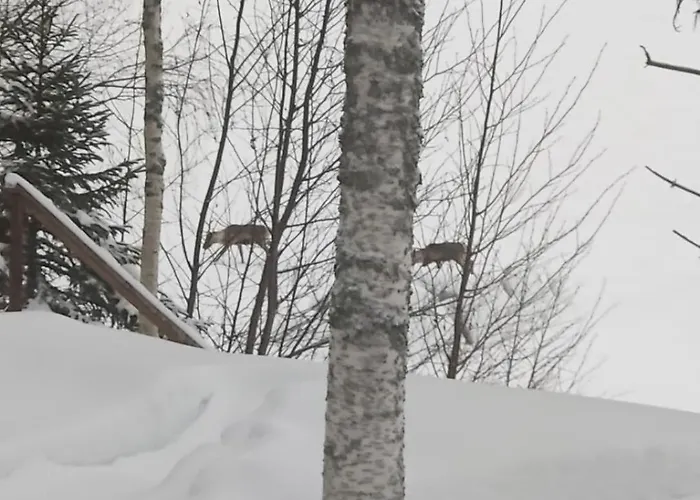 度假居 Unique Tikkuri 罗瓦涅米